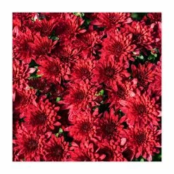 Chrysanthemum Bran Series 'Branroyal Purple' | Bedding | Perennials | 5 x Large Plugs
