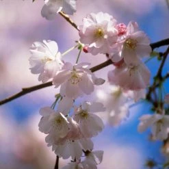 Prunus 'Amanogawa' | Cherry Blossom Tree -Pink Plants Shop sepa07527 ef8d