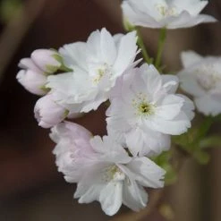 Prunus 'Amanogawa' | Cherry Blossom Tree -Pink Plants Shop vawi01282 1373