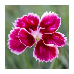 Dianthus Scented 'Pink Kisses®' | Bedding | 5 x Large Plugs